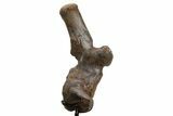 Triceratops Caudal Vertebra on Metal Stand - Wyoming #382490-6
